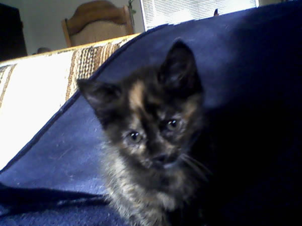 megakitten