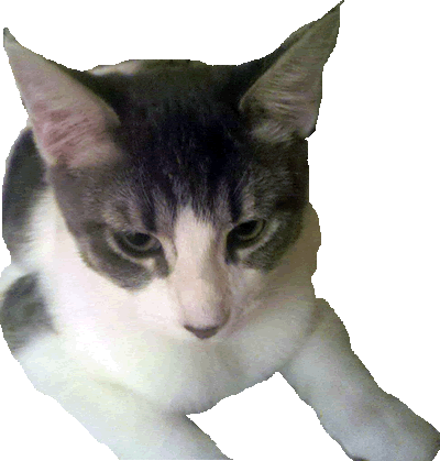 shammy2