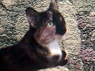 bebeastkitty