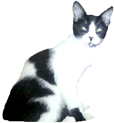 transfoo